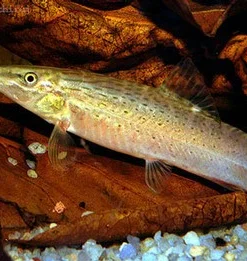 Green Tiger Loach