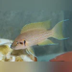 Brichardi Cichlid - Daffodil