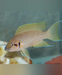 Brichardi Cichlid - Daffodil