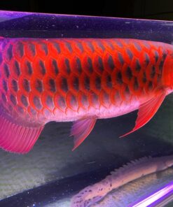 Chili Red Arowana Fish