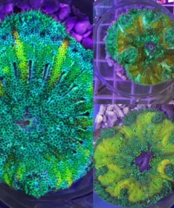 Carpet Mini-Maxi Ultra Anemone