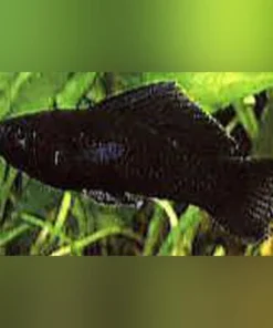 Black Sailfin Molly (Pair)