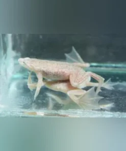 Blond Dwarf Frog