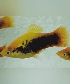 Calico Platy