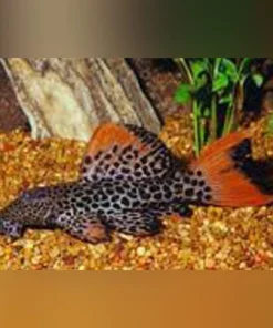 L-114 Leopard Cactus Pleco