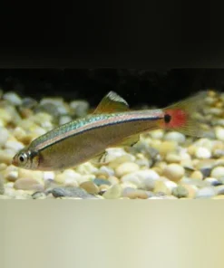 White Cloud Minnow