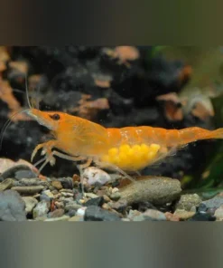 Mandarine Orange Shrimp