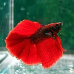 Full Moon Betta Male