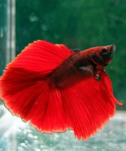 Full Moon Betta Male
