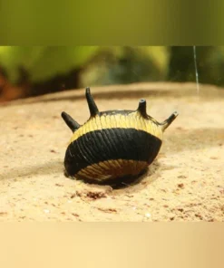 Thorny Sunshine Snail