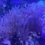 Waving Hand - Blue Xenia