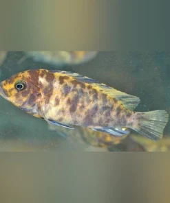 Zebra Cichlid Orange Blotch
