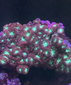 Wellsi Red Blastomussa Coral