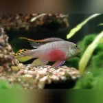 Kribensis Cichlid