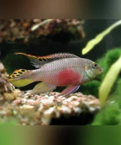 Kribensis Cichlid