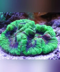 Wellsophyllia Green Brain