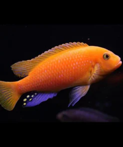 Zebra Cichlid Red