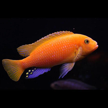 Zebra Cichlid Red