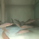 Porthole Catfish
