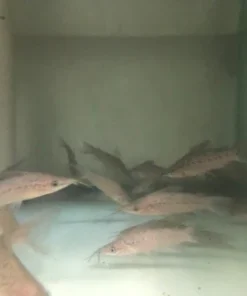 Porthole Catfish