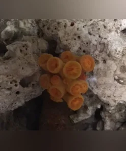 Yellow Sun Coral