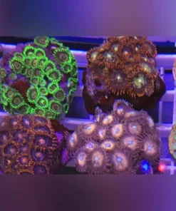 Zoanthid Frag