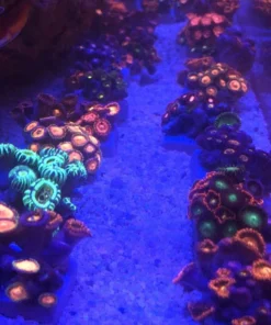 Alternative view of Zoanthid Frag