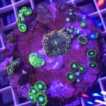 Zoanthid Poly Mix