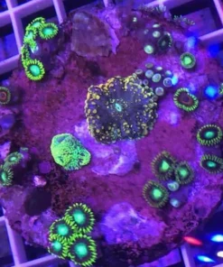 Zoanthid Poly Mix