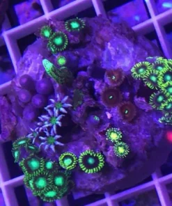 Alternative view of Zoanthid Poly Mix