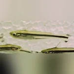 Debauwi catfish