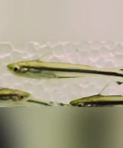Debauwi catfish