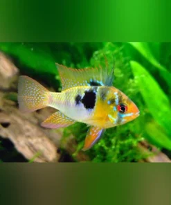 Blue Ram