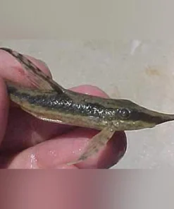 Royal Farlowella