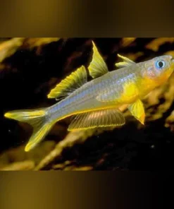 Forktail Rainbowfish