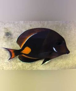 Achilles Tang