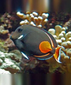 Alternative view of Achilles Tang