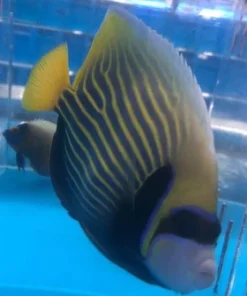 Emperor Angelfish (Adult)