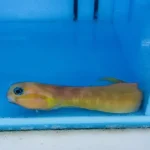 Midas Blenny