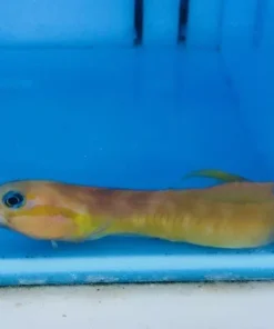 Midas Blenny