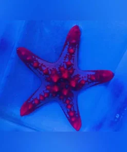 African Red Starfish