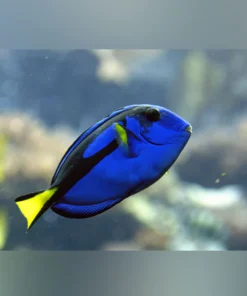 African Yellow Belly Blue Tang