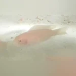 Albino Brichardi Cichlid