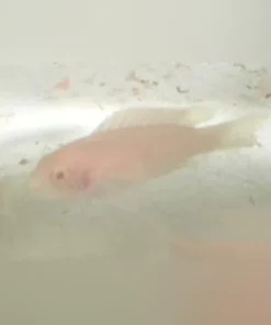 Albino Brichardi Cichlid