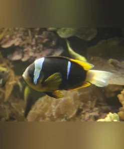 Allardi's Clownfish