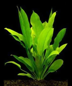 Amazon Sword Plant