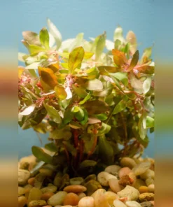 Ammania gracilis