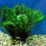 Anacharis