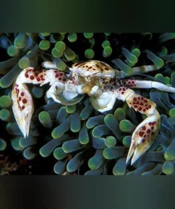 Anemone Crab