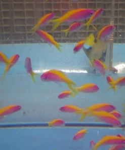 Bartlett's Anthias